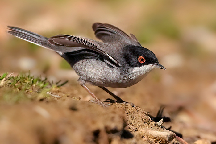 Samtkopfgrasmücke Männchen