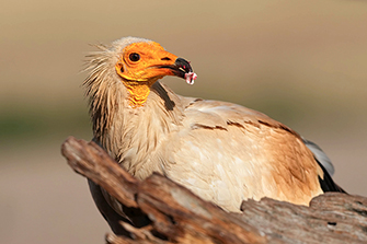 Schmutzgeier