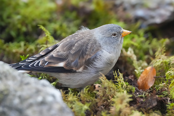 Schneesperling Schneefink