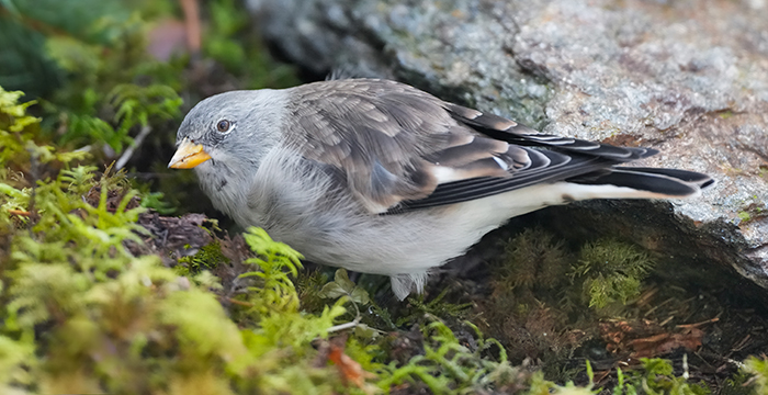 Schneefink Schneesperling
