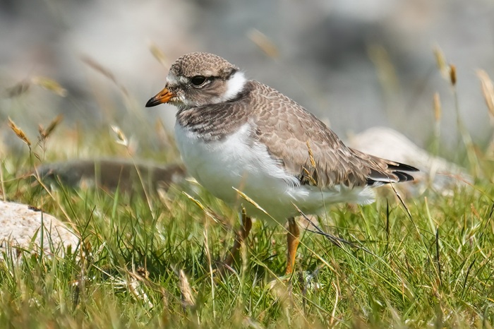 Sandregenpfeifer Jungvogel