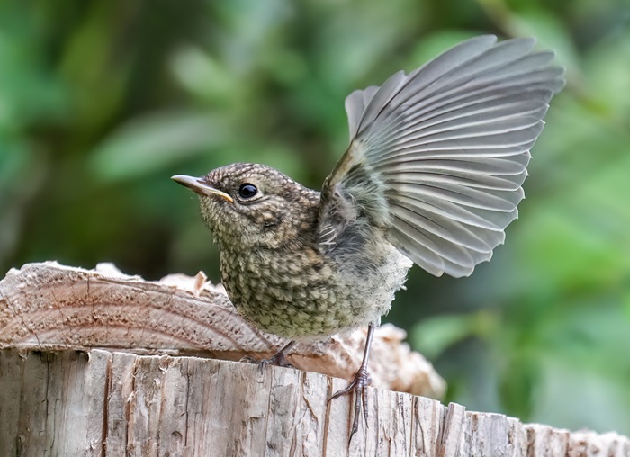 Rotkehlchen Jungvogel