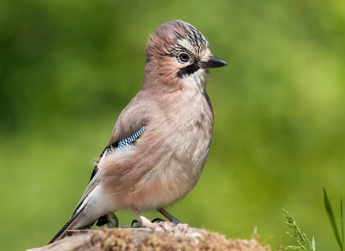 Vogelbeobachtung Schottland