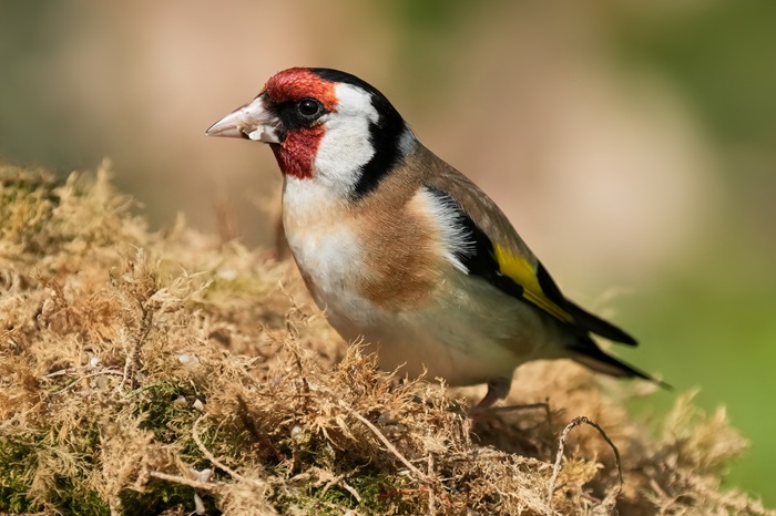 Vogelbeobachtung Schottland