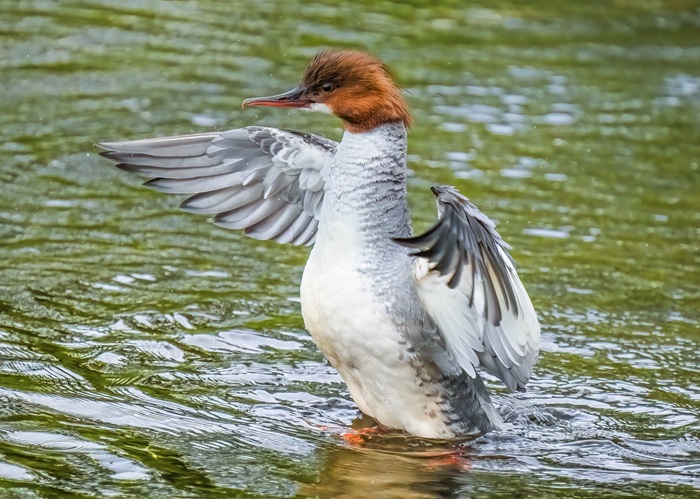 Vogelbeobachtung Schottland