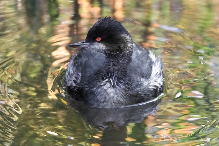 Schwarzhalstaucher
