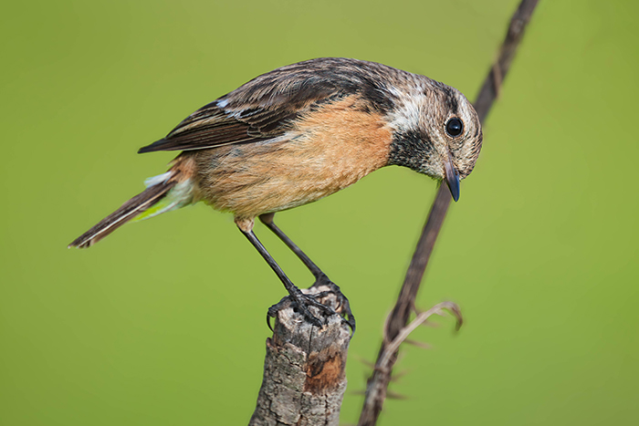 Schwarzkehlchen Ansitzfotografie