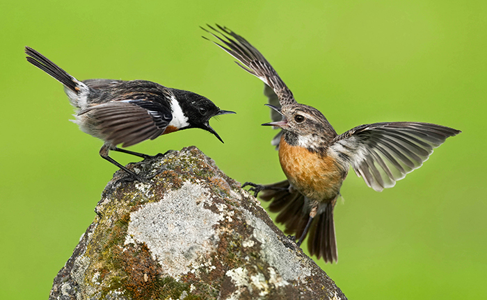 Schwarzkehlchen fotografieren
