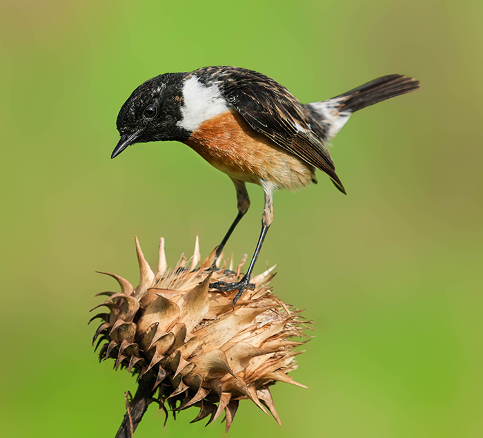 Schwarzkehlchen  männlich