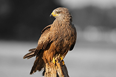 schwarzmilan