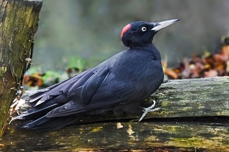 Schwarzspecht