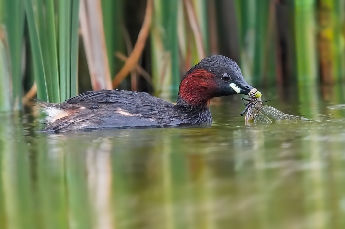 Serbien Vögel Vogelarten