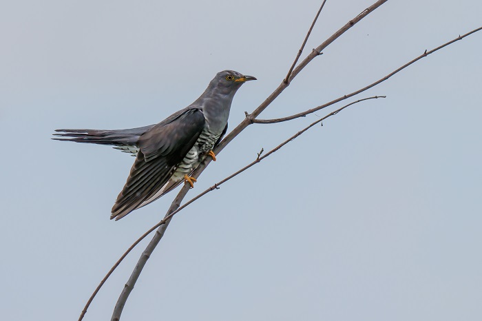 Vögel Vogelbeobachtung