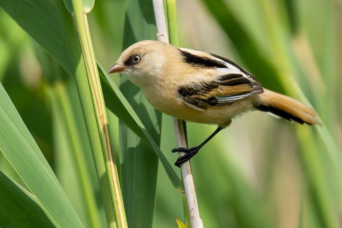 Vogelarten Serbien