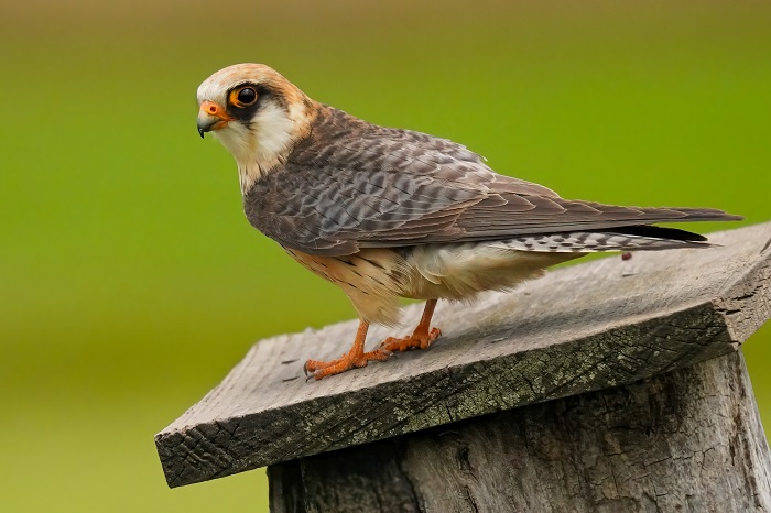 Vogelarten Serbien