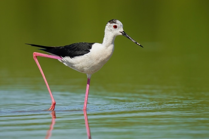 Vogelbeobachtungsreise