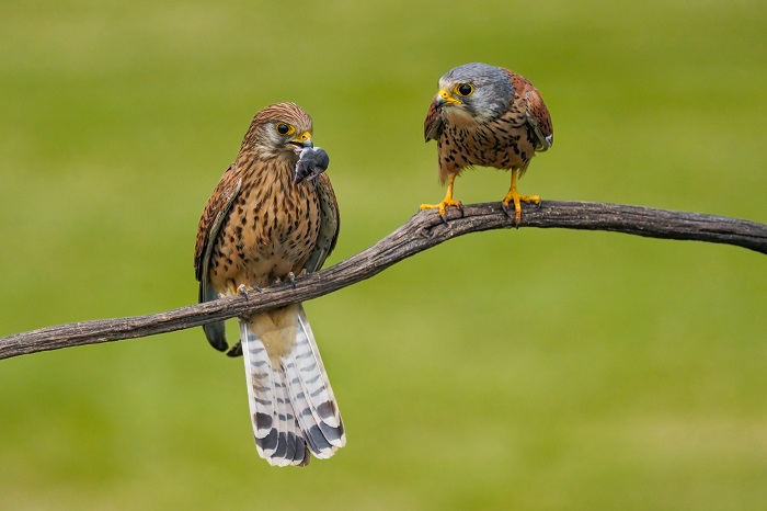 Vogelfoto Reise Vögel