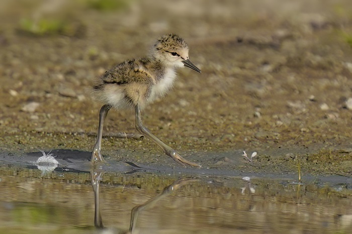 Vogelreise Serbien