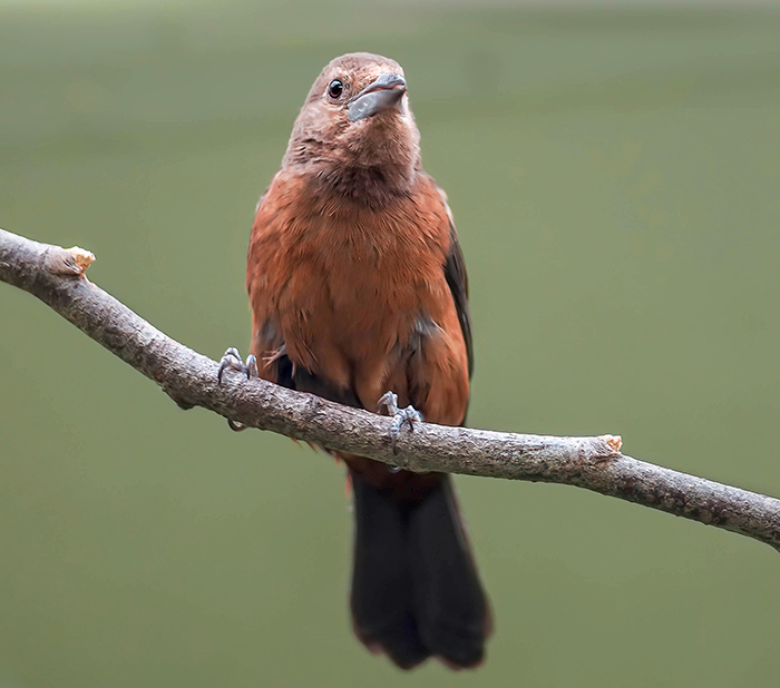 Silberschnabeltangare Weibchen