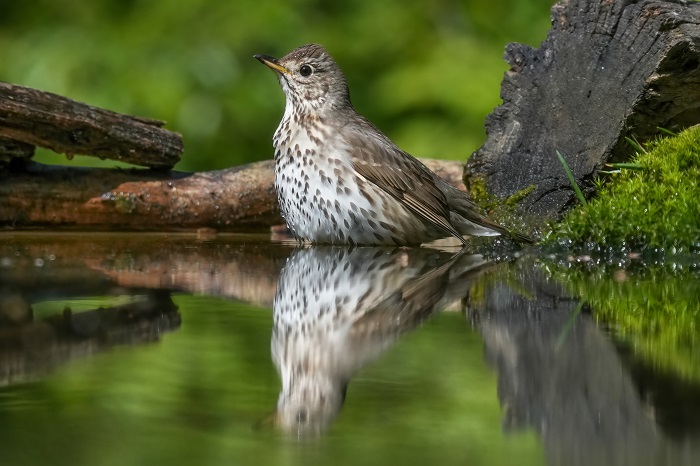 Vogel Fotoversteck 