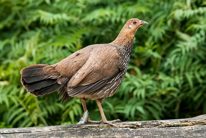 Graues Kammhuhn