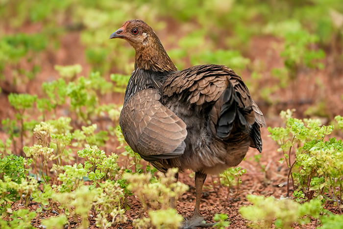 Sonnerathuhn