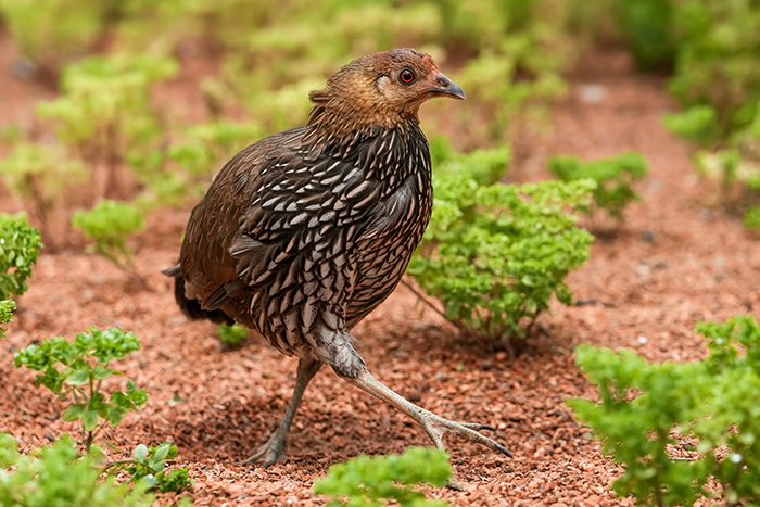 Sonnerathuhn