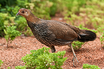 Sonnerathuhn