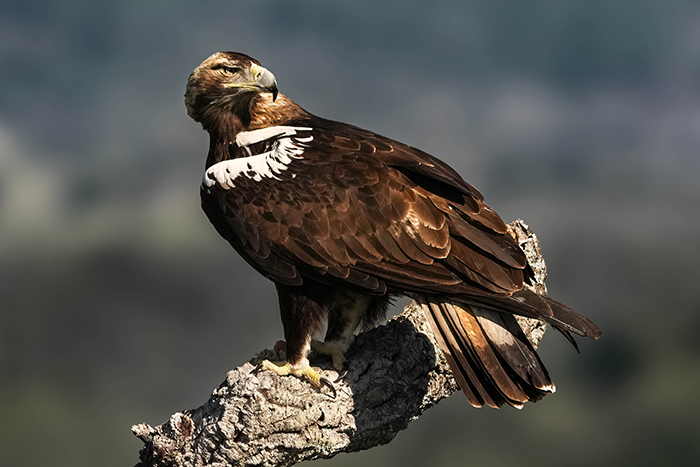 Adler fotografieren Adler Fotoansitz