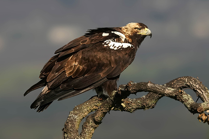 Adler Ansitzfotografie