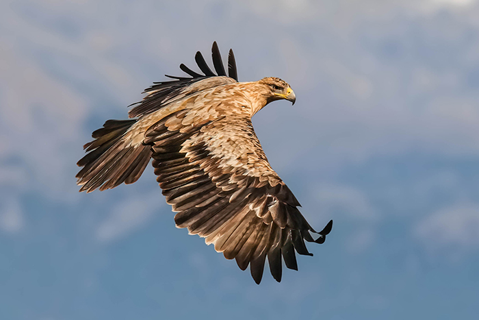 Spanischer Kaiseradler Jungvogel