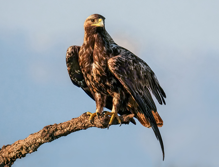 Adler fotografieren