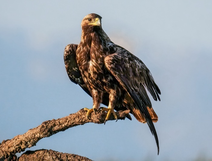 Spanischer Kaiseradler Ansitz