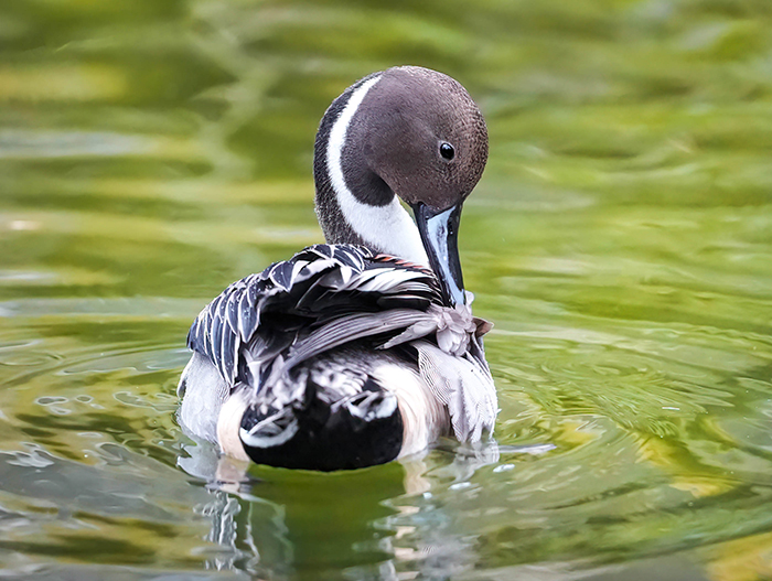 Spiessente Männchen