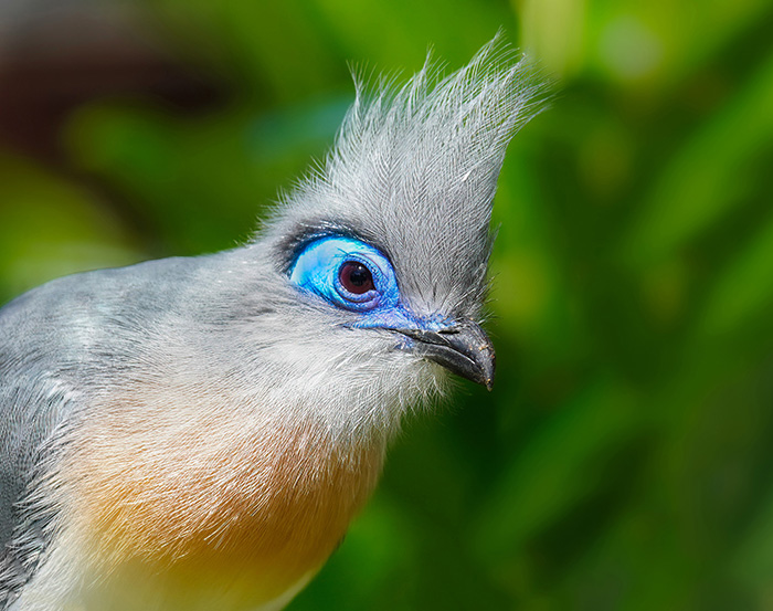 Spitzschopf Seidenkuckuck