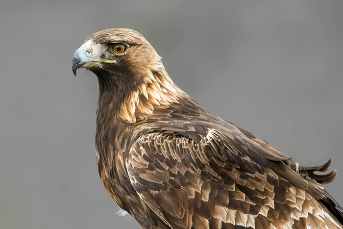 Steinadler fotografieren