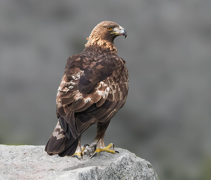Steinadler