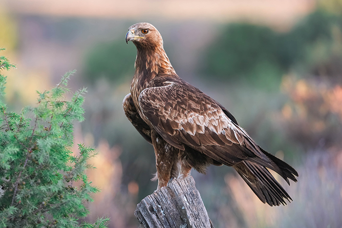 Adler Fotoansitz 