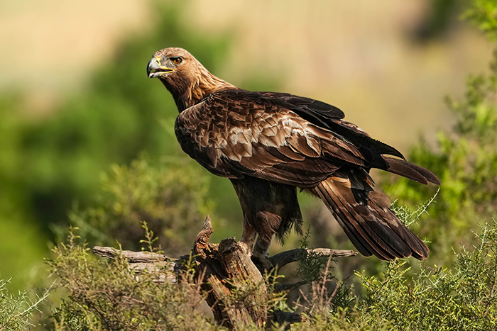 Adler fotoansitz
