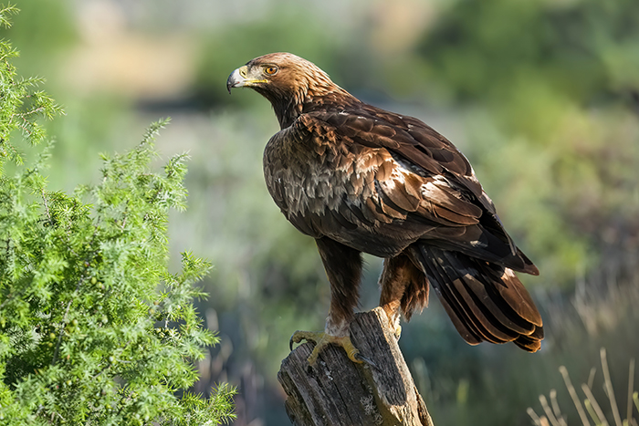 Adler Fotografieren Steinadler