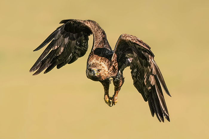 fliegender Adler