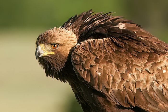 Steinadler