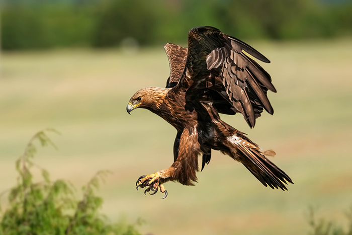 Steinadler Bilder 