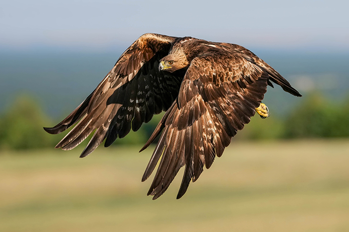 Steinadler Fotoansitz