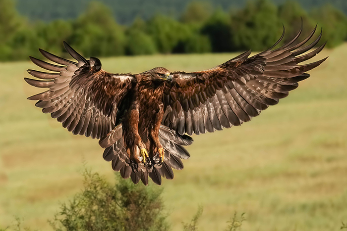 Steinadler fotografieren