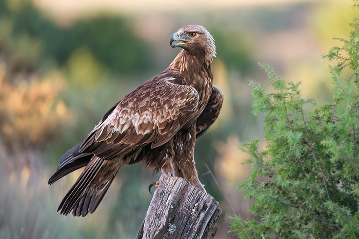 Vögel Spanien