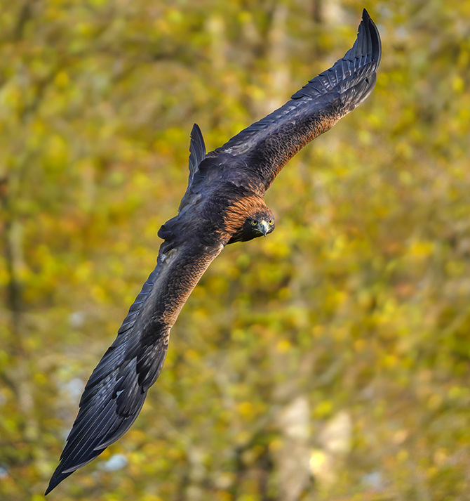 Steinadler im Flug