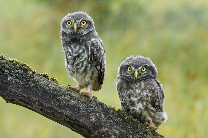Steinkauz Jungvogel