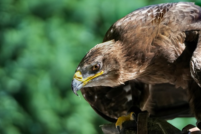 Steppenadler