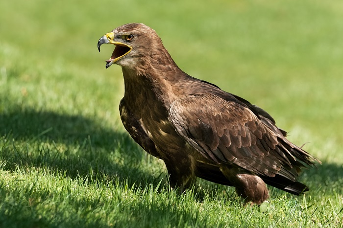 Steppenadler